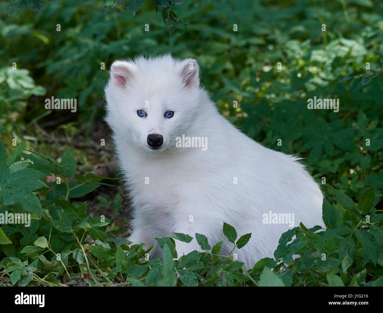 Weiß Marderhund in der Vegetation in ihrem Lebensraum ruhen Stockfoto