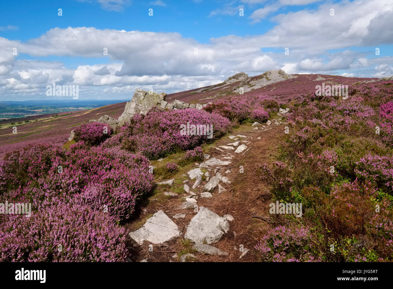 Ein steiniger Weg durch lila Heidekraut auf der Stiperstones, Shropshire, England, Großbritannien Stockfoto