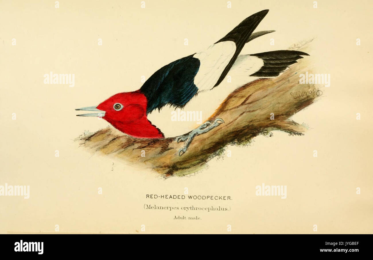 Eine Geschichte der nordamerikanische Vögel (Frontispiz) (8166924826) Stockfoto