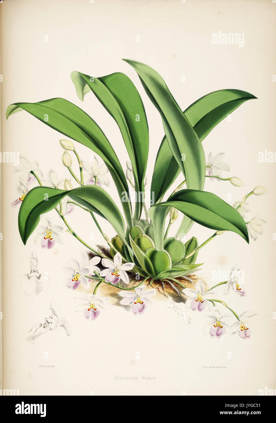 Eine Monographie von odontoglossum von James Bateman (Platte 24) (8456085874) Stockfoto