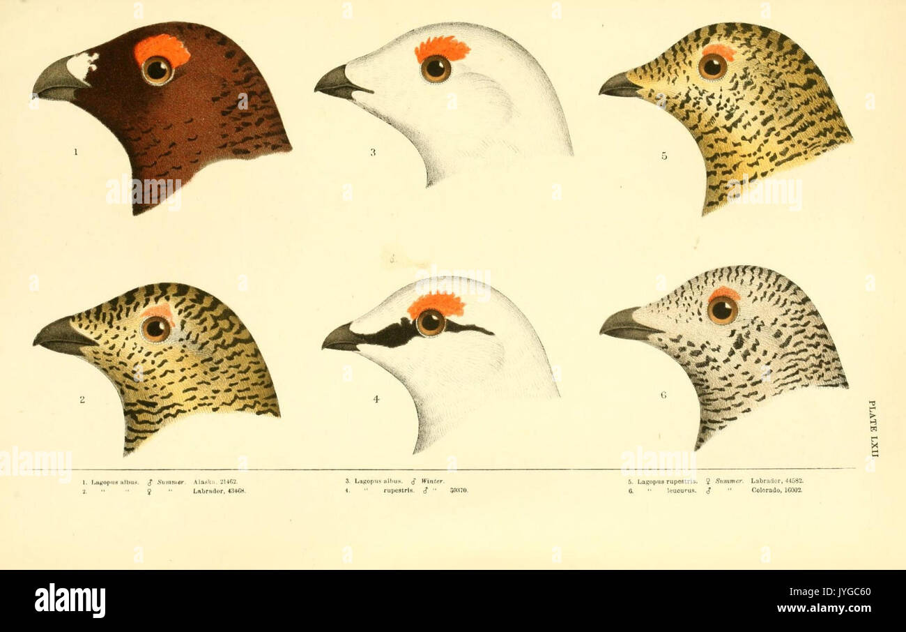Eine Geschichte der nordamerikanische Vögel (Platte LXII) (8413196299) Stockfoto