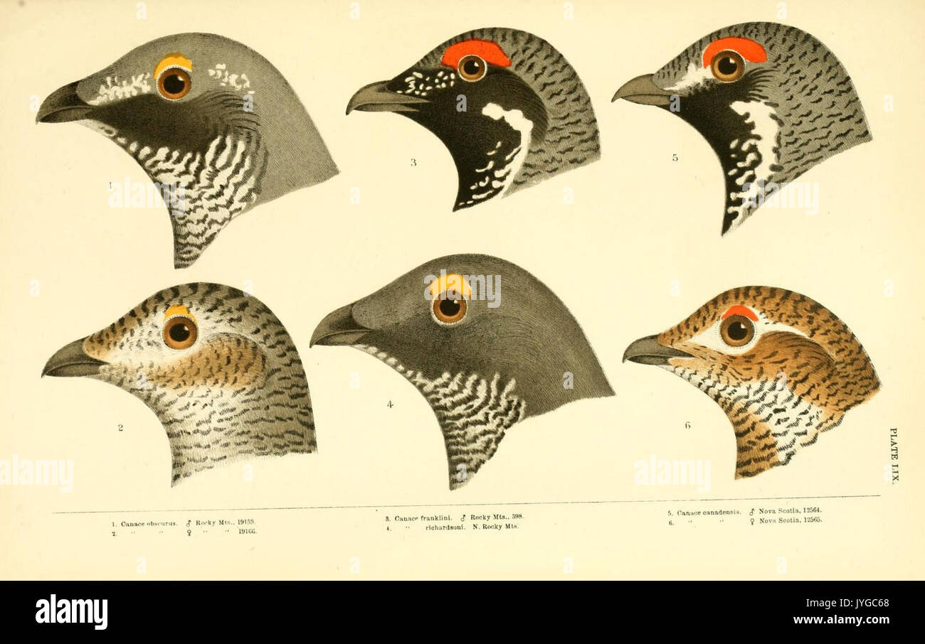 Eine Geschichte der nordamerikanische Vögel (Platte LIX) (8413195385) Stockfoto