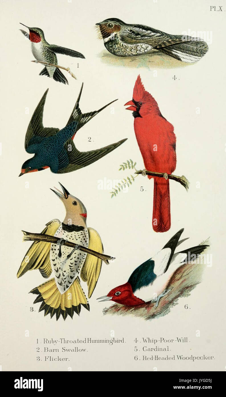 Ein beliebtes Handbuch der Vögel von den Vereinigten Staaten und Kanada (PL. X) (7030033153) Stockfoto