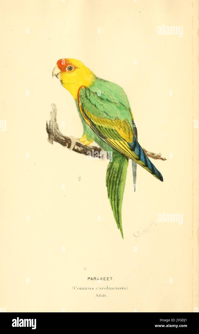 Eine Geschichte der nordamerikanische Vögel (8413194439) Stockfoto