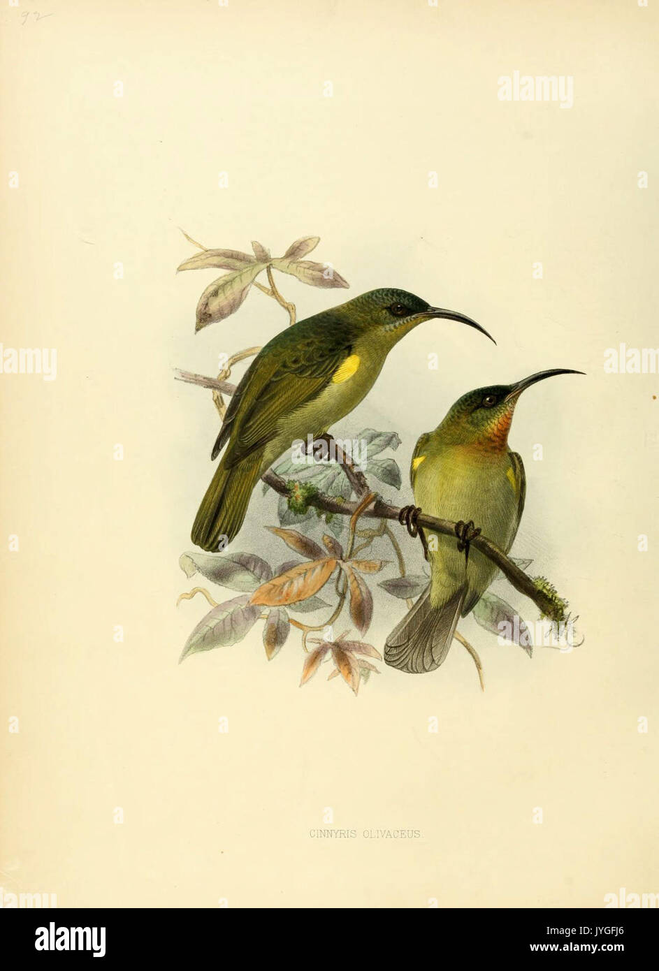 Eine Monographie des Nectariniidae oder, Familie von Sun Vögel (6431118463) Stockfoto