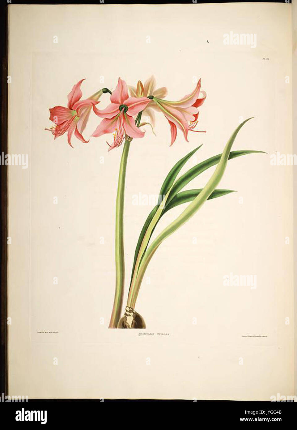 Eine Auswahl von Hexandrian Pflanzen, die zu den natürlichen Bestellungen Amaryllidae und Liliacae (PL. 33) BHL 288072 Stockfoto