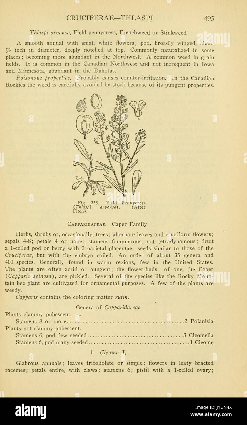 Ein Handbuch der giftigen Pflanzen (Seite 495, Abb. 258) BHL 11347109 Stockfoto