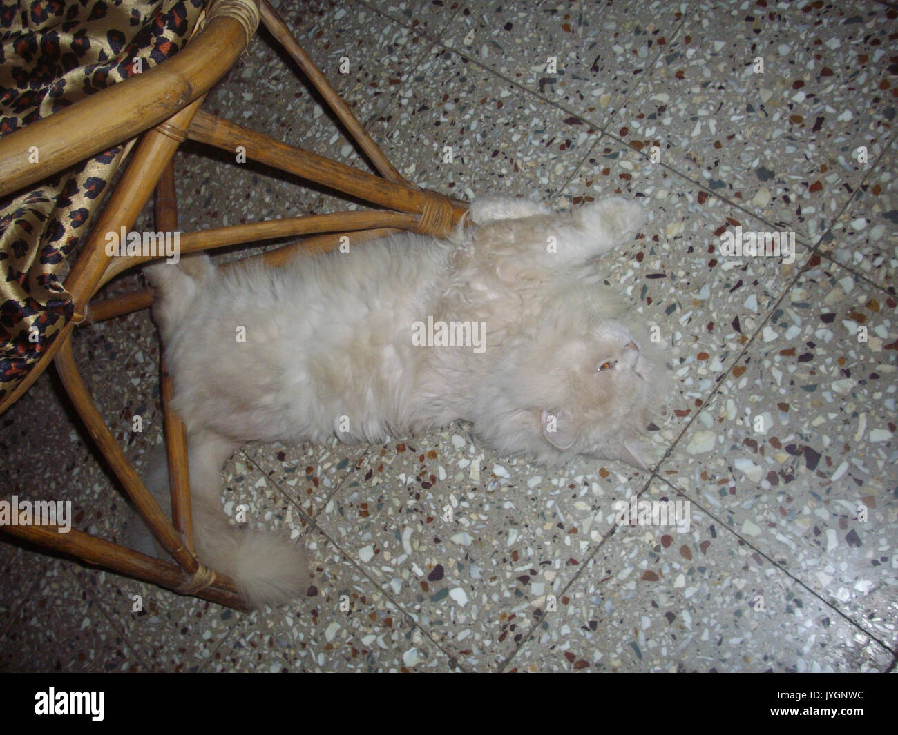 3 Jahre alten traditionellen persischen Tomcat. Stockfoto