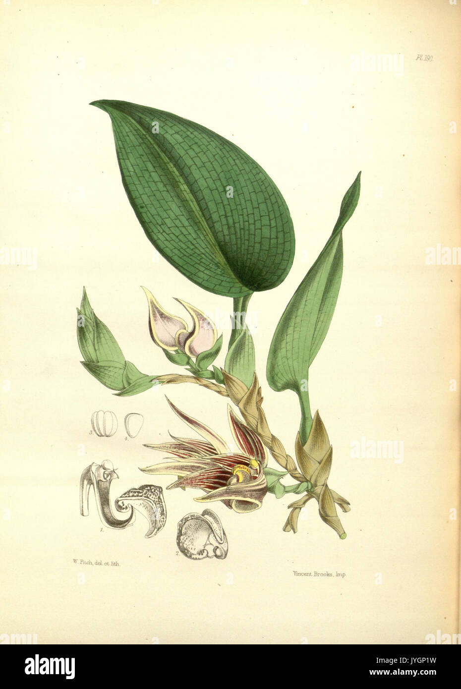 Eine zweite Jahrhundert der Knabenkrautgewächse (PL 190) BHL 35712919 Stockfoto