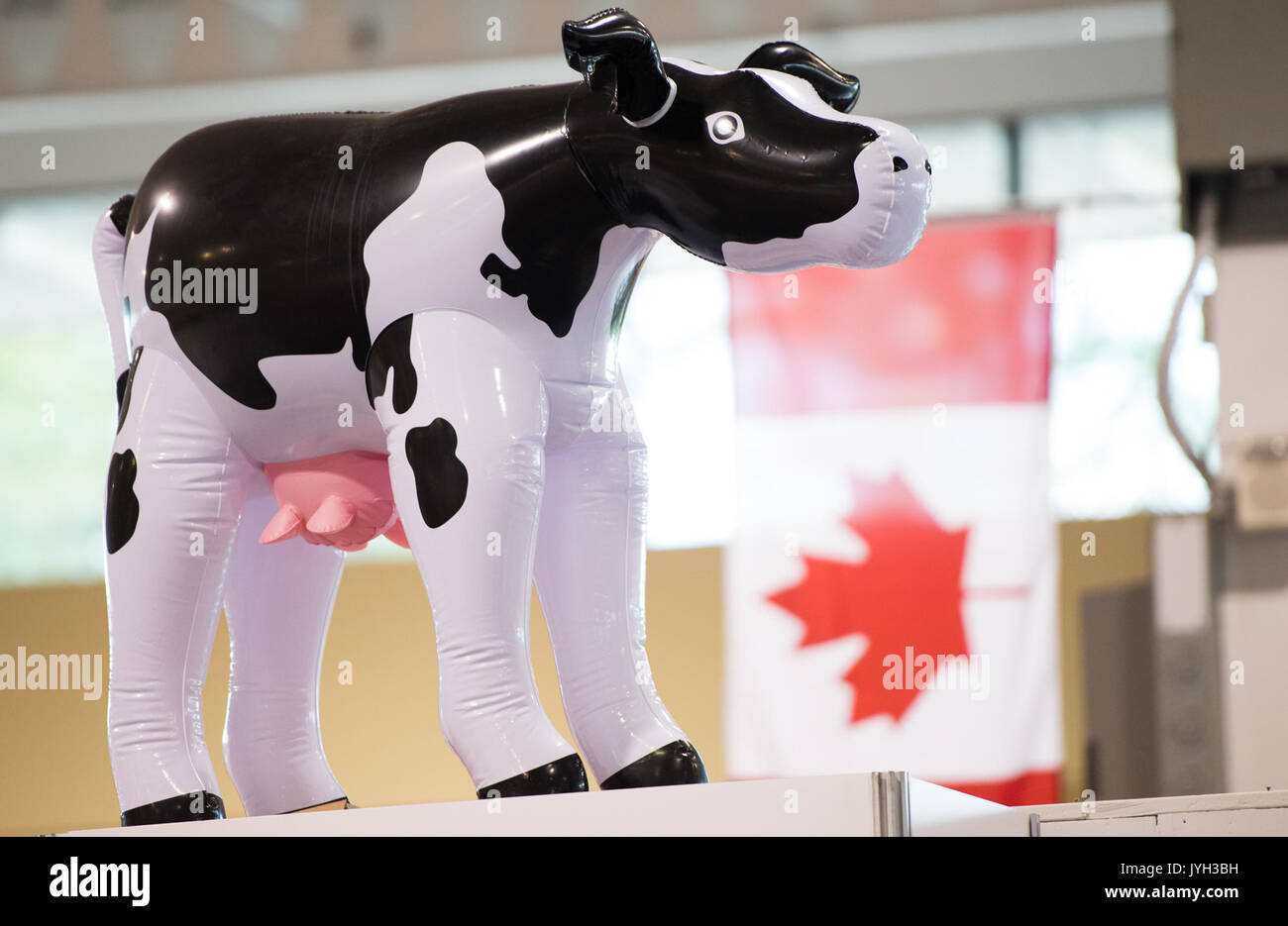 (170819) - Toronto (Kanada), August 19, 2017 (Xinhua) - Eine aufblasbare Milch Kuh ist an der kanadischen nationalen Ausstellung in Toronto, Kanada gesehen, am 12.08.18., 2017. Die Usa eröffnete die 23-jährige North American Free Trade Agreement (NAFTA) Nachverhandlungen Mittwoch mit einer Erklärung, dass es für grössere Änderungen an der Vereinbarung, die Verschiebungen in der Handelsbilanz. Aber, kanadischer Unternehmer hoffen US-Unterhändler empfänglich wird für die Aufrechterhaltung, wenn nicht verbessern, wird der aktuelle Fluss von Waren und der Arbeitnehmer über die Grenze hinweg. Obwohl die kanadischen Milchwirtschaft wurde aus dem beschäftigungsprojekt ausgeschlossen Stockfoto