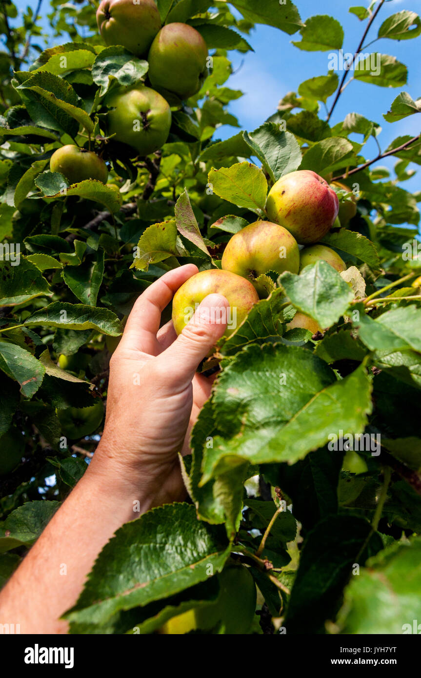 Bath, Somerset, August 2017 20. UK Wetter. Äpfel sind reif und bereit in einem Somerset Orchard abholen. Foto: Richard Wayman Credit: Richard Wayman/Alamy leben Nachrichten Stockfoto