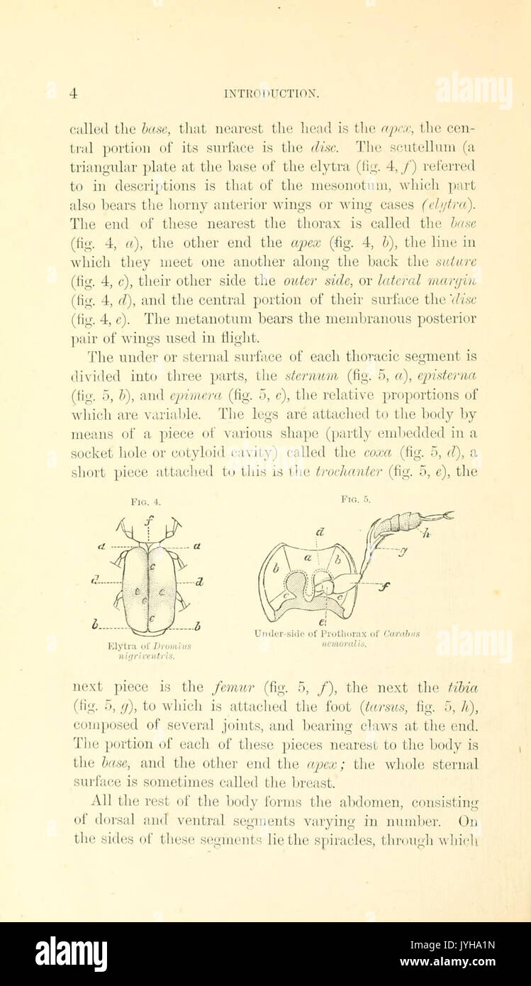 Ein Handbuch der Coleoptera oder Käfer von Großbritannien und Irland (Seite 4) BHL 9497153 Stockfoto