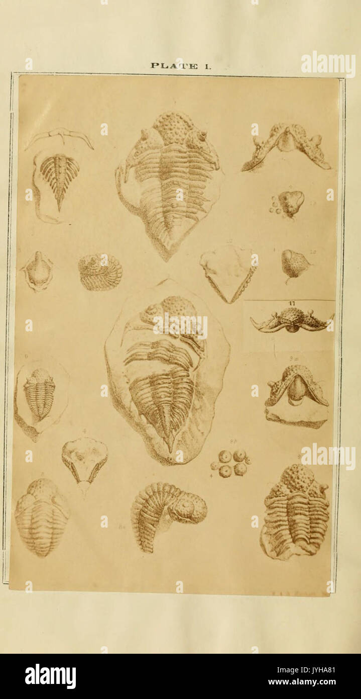 Eine Monographie über die Gattungen Zethus, Cybele, Encrinurus und Cryptonymus BHL 11484321 Stockfoto