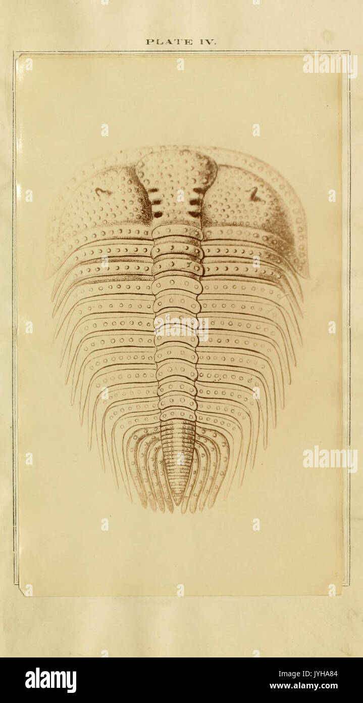 Eine Monographie über die Gattungen Zethus, Cybele, Encrinurus und Cryptonymus BHL 11484357 Stockfoto