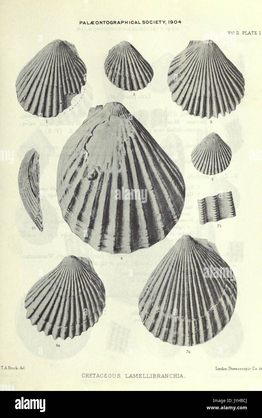 Eine Monographie der Kreidezeit Lamellibranchia von England BHL 20736630 Stockfoto