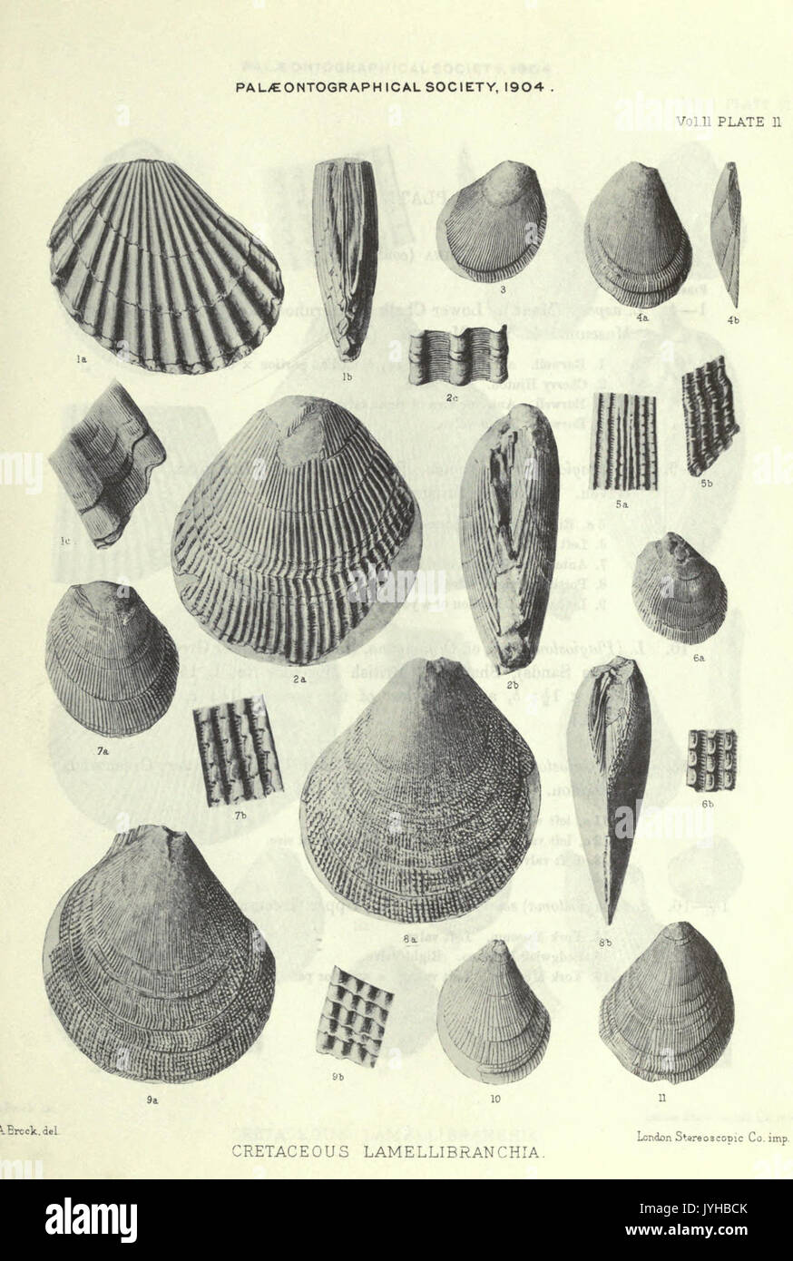 Eine Monographie der Kreidezeit Lamellibranchia von England BHL 20736632 Stockfoto