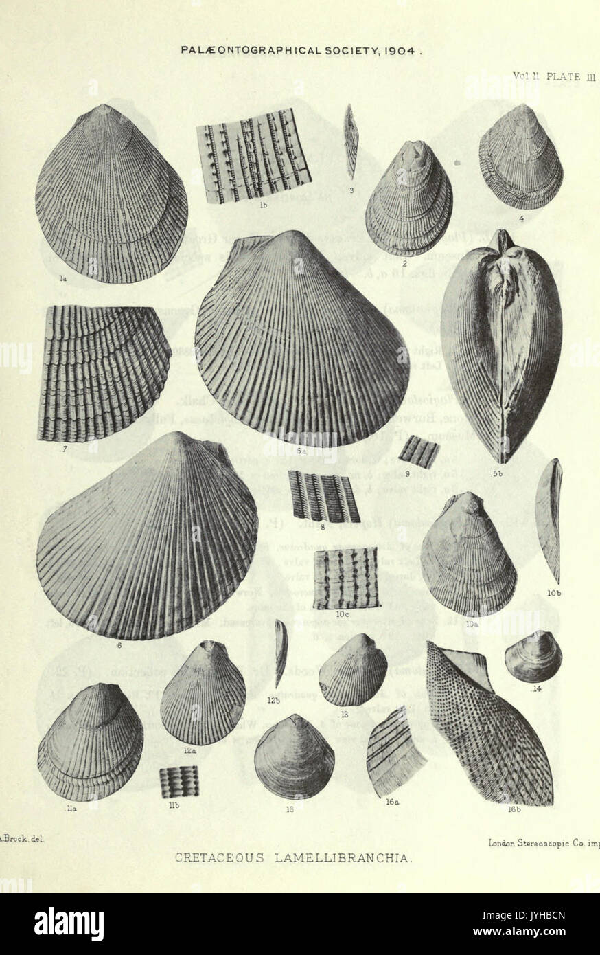 Eine Monographie der Kreidezeit Lamellibranchia von England BHL 20736634 Stockfoto