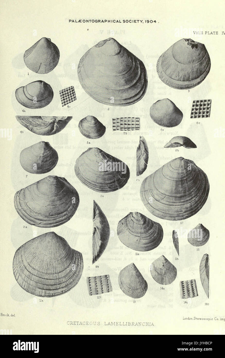 Eine Monographie der Kreidezeit Lamellibranchia von England BHL 20736636 Stockfoto