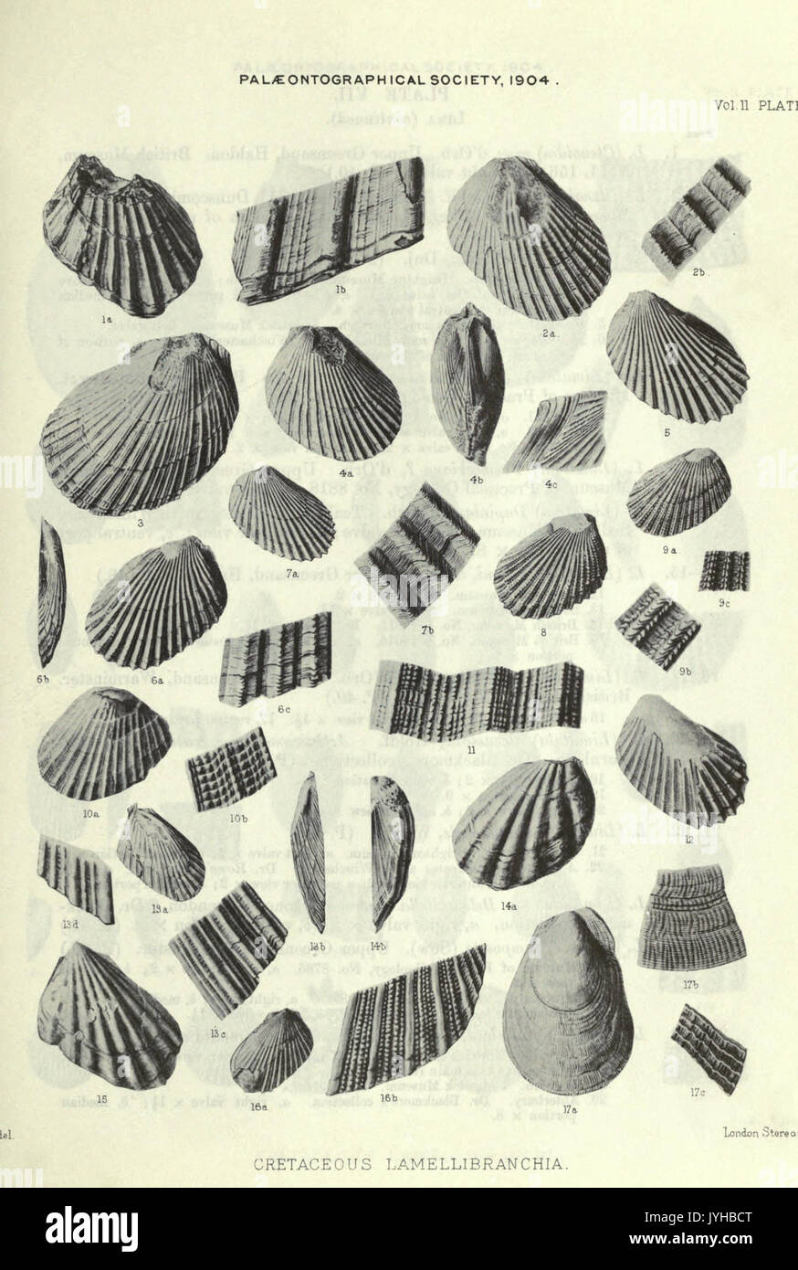 Eine Monographie der Kreidezeit Lamellibranchia von England BHL 20736640 Stockfoto