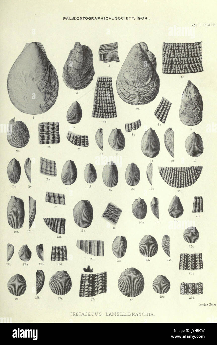 Eine Monographie der Kreidezeit Lamellibranchia von England BHL 20736642 Stockfoto