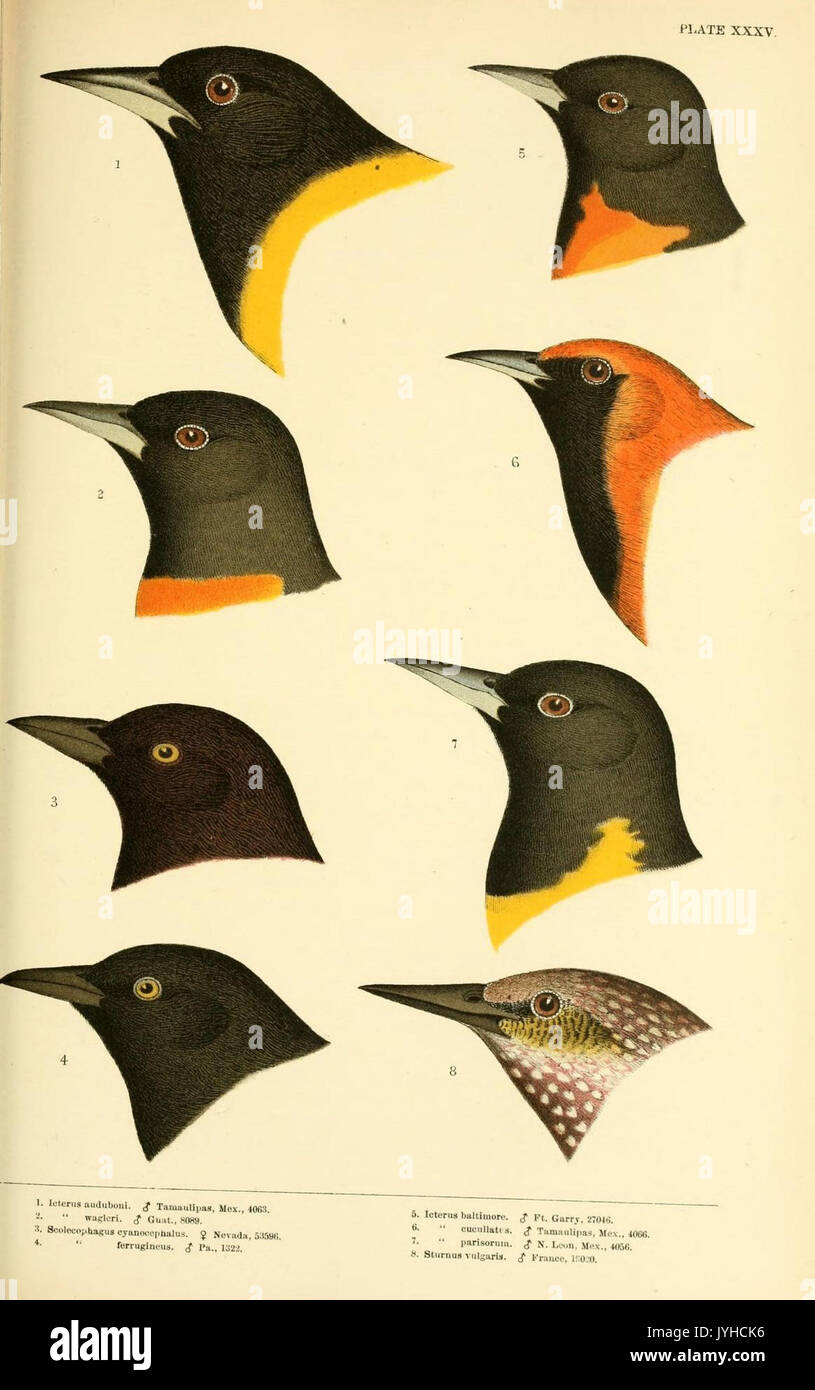 Eine Geschichte der nordamerikanische Vögel (Platte XXXV) (8166927914) Stockfoto
