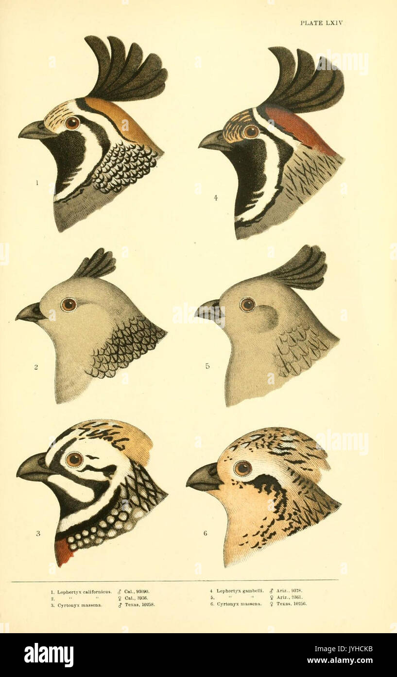 Eine Geschichte der nordamerikanische Vögel (Platte LXIV) (8414295814) Stockfoto