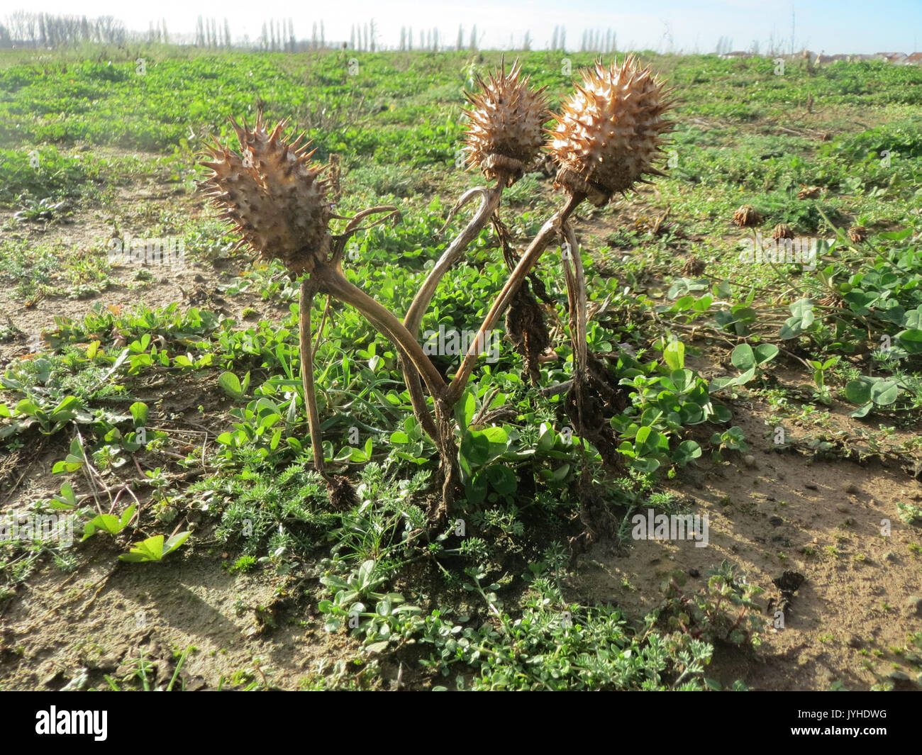 20160114 Datura stramonium 1. Stockfoto
