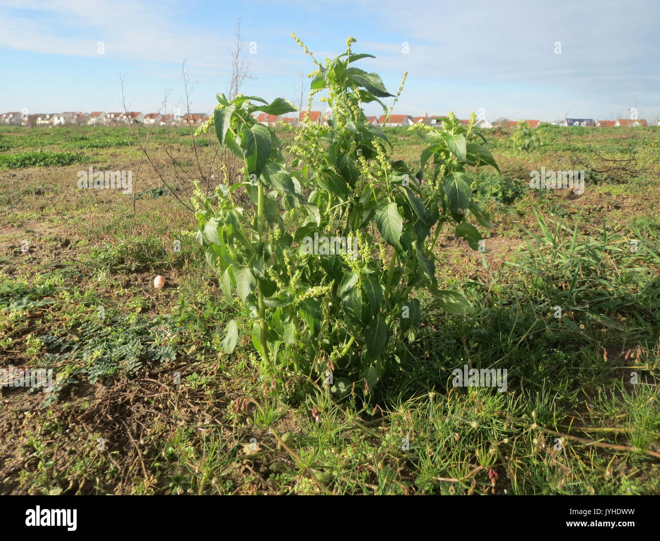 20160114 Mercurialis annua 2 Stockfoto