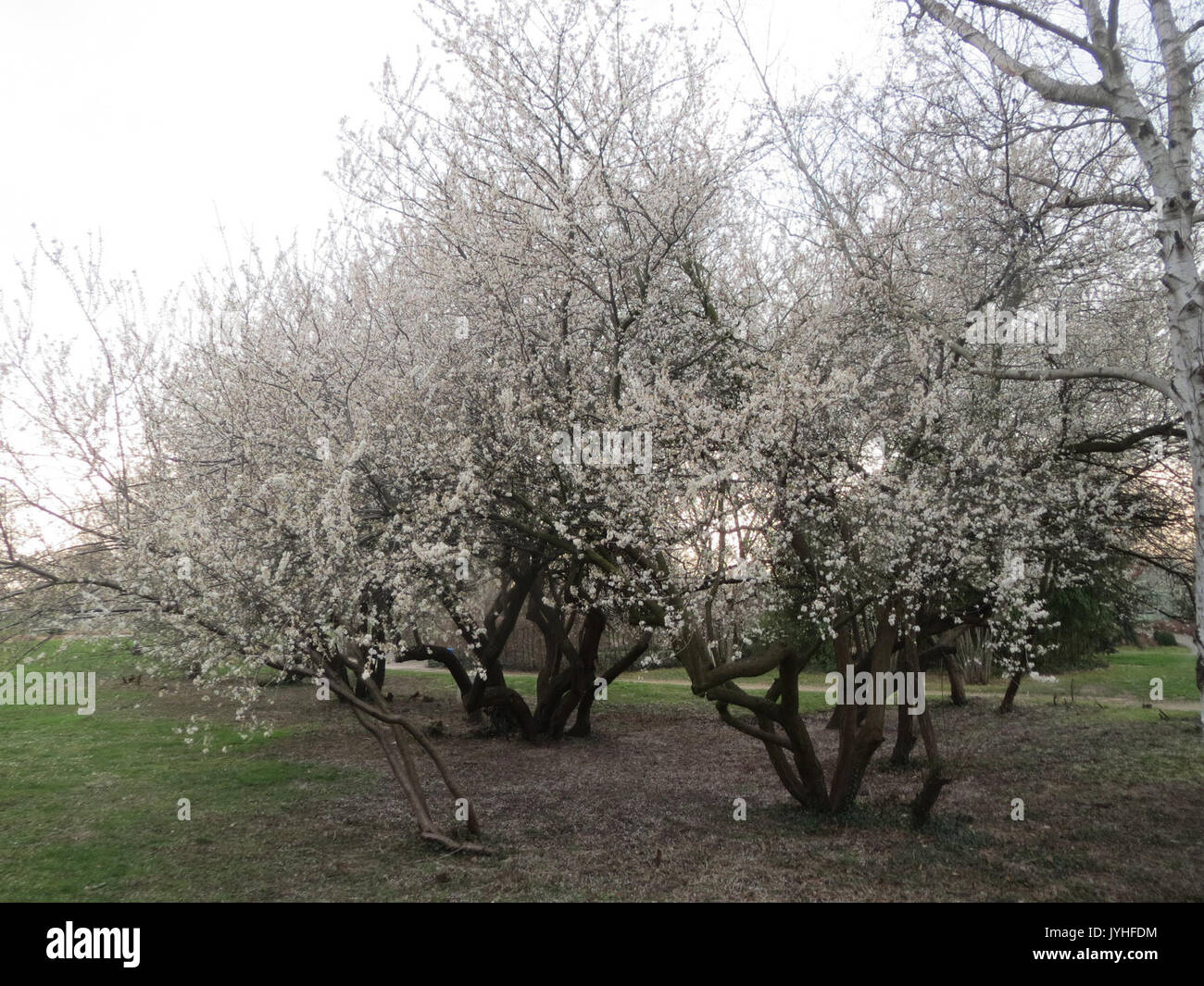 20160309 Prunus cerasifera 1. Stockfoto