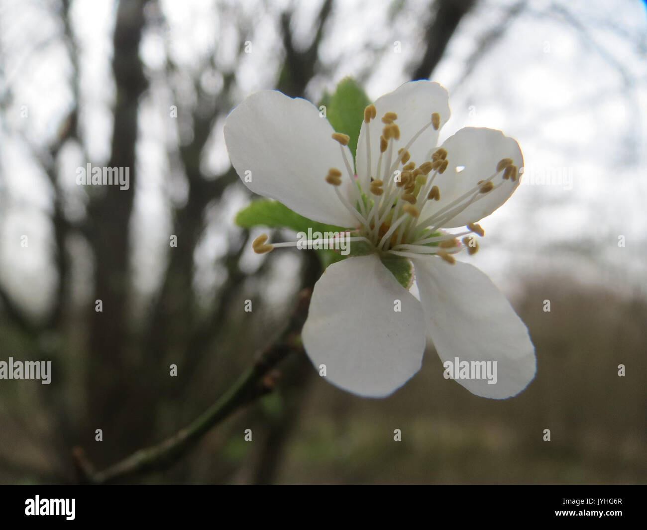 20160402 Prunus avium 3 Stockfoto