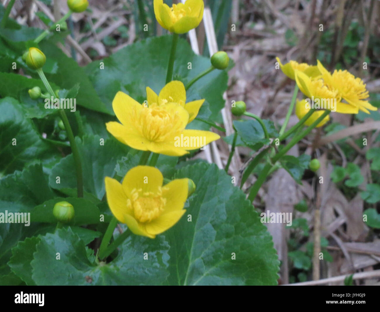 20160409 Caltha palustris 1. Stockfoto