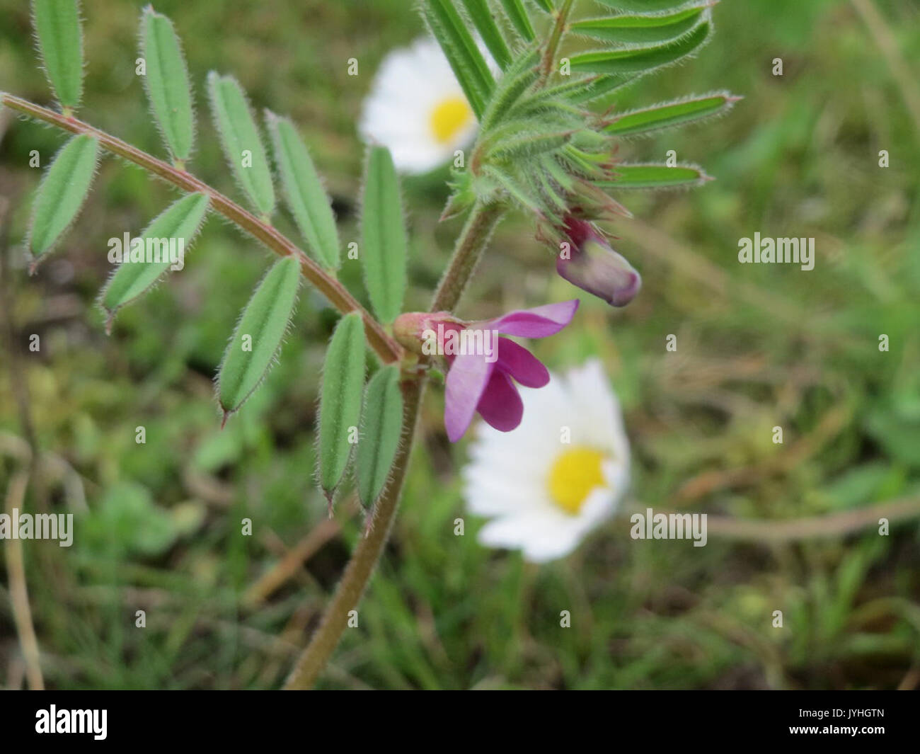 20160412 Vicia sativa Stockfoto