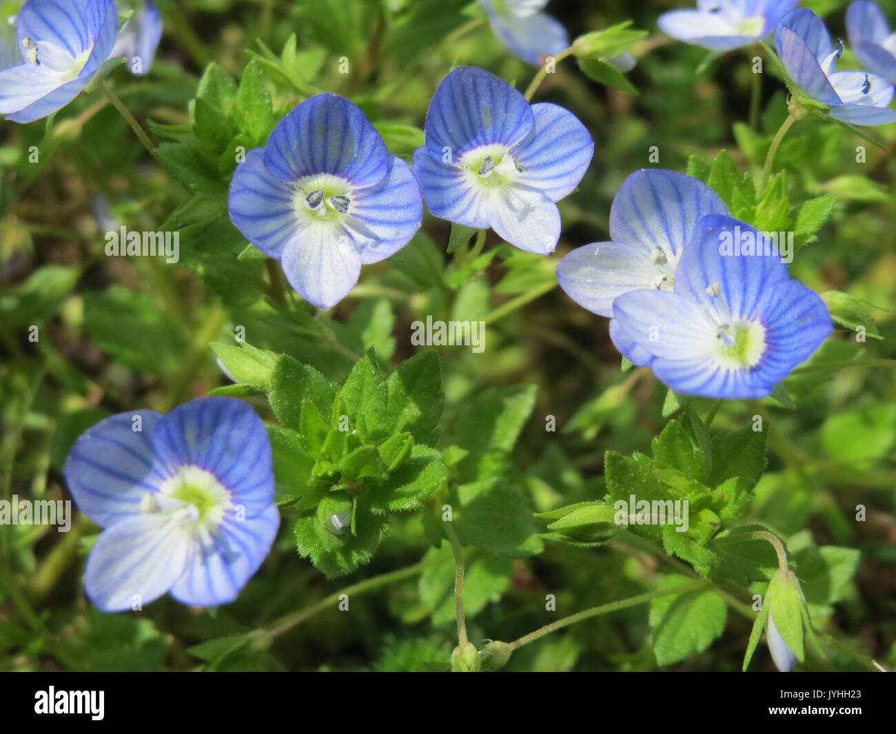 20160418 Veronica persica 1. Stockfoto