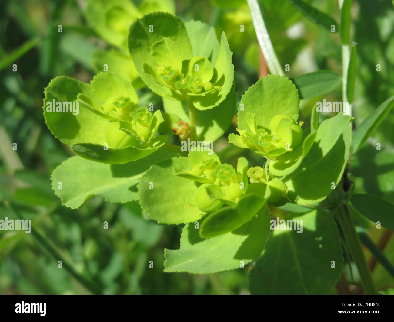20160421 Euphorbia helioscopia 1. Stockfoto