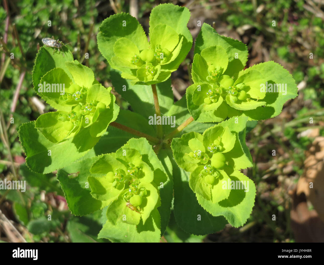 20160421 Euphorbia helioscopia 3 Stockfoto