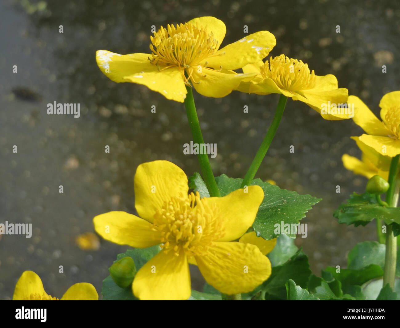 20160422 Caltha palustris 2 Stockfoto