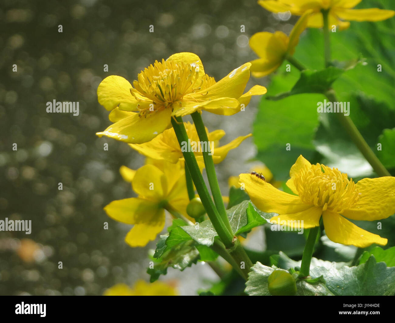 20160422 Caltha palustris 5 Stockfoto