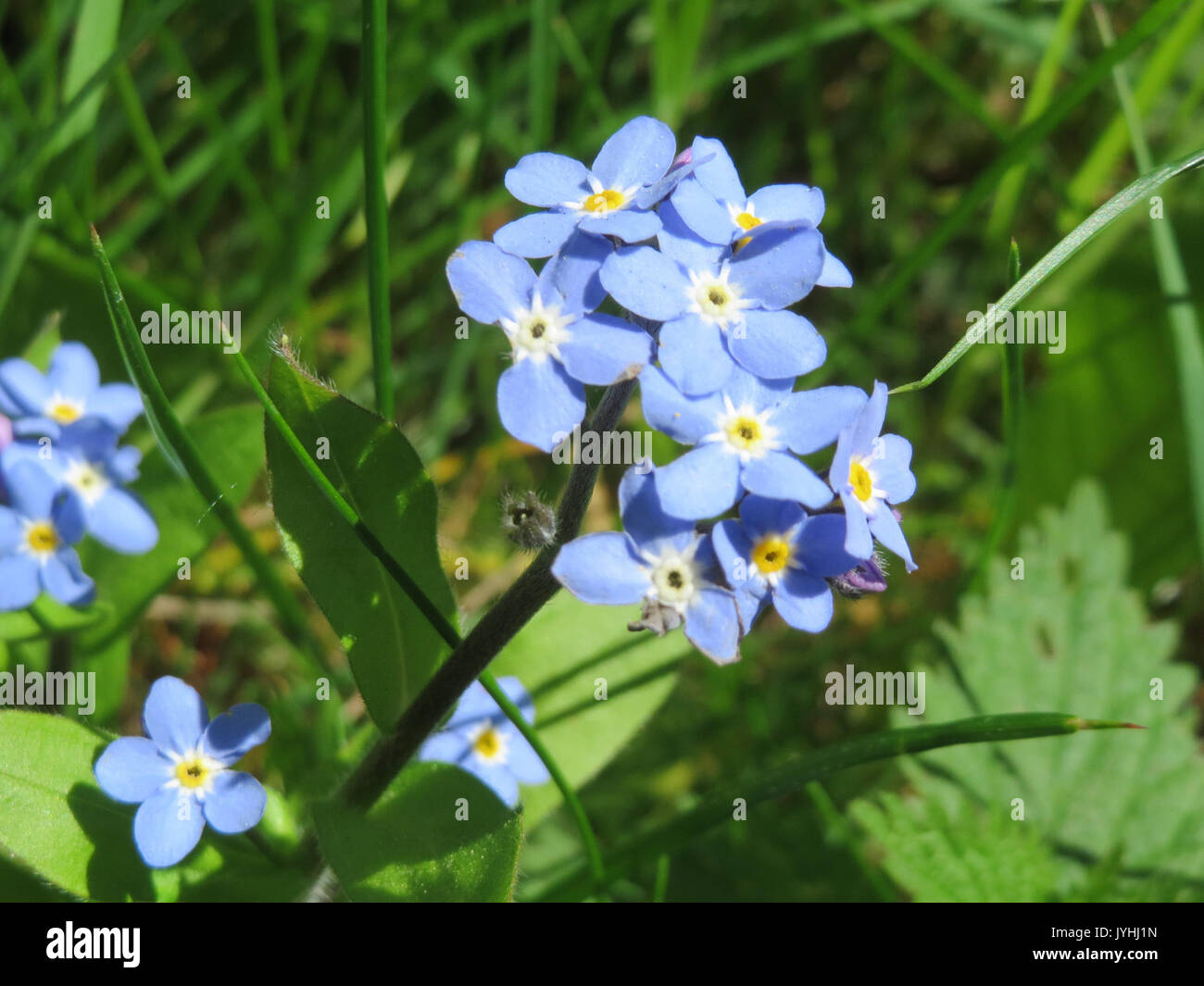 20160505 Myosotis sylvatica Sorten 3. Stockfoto