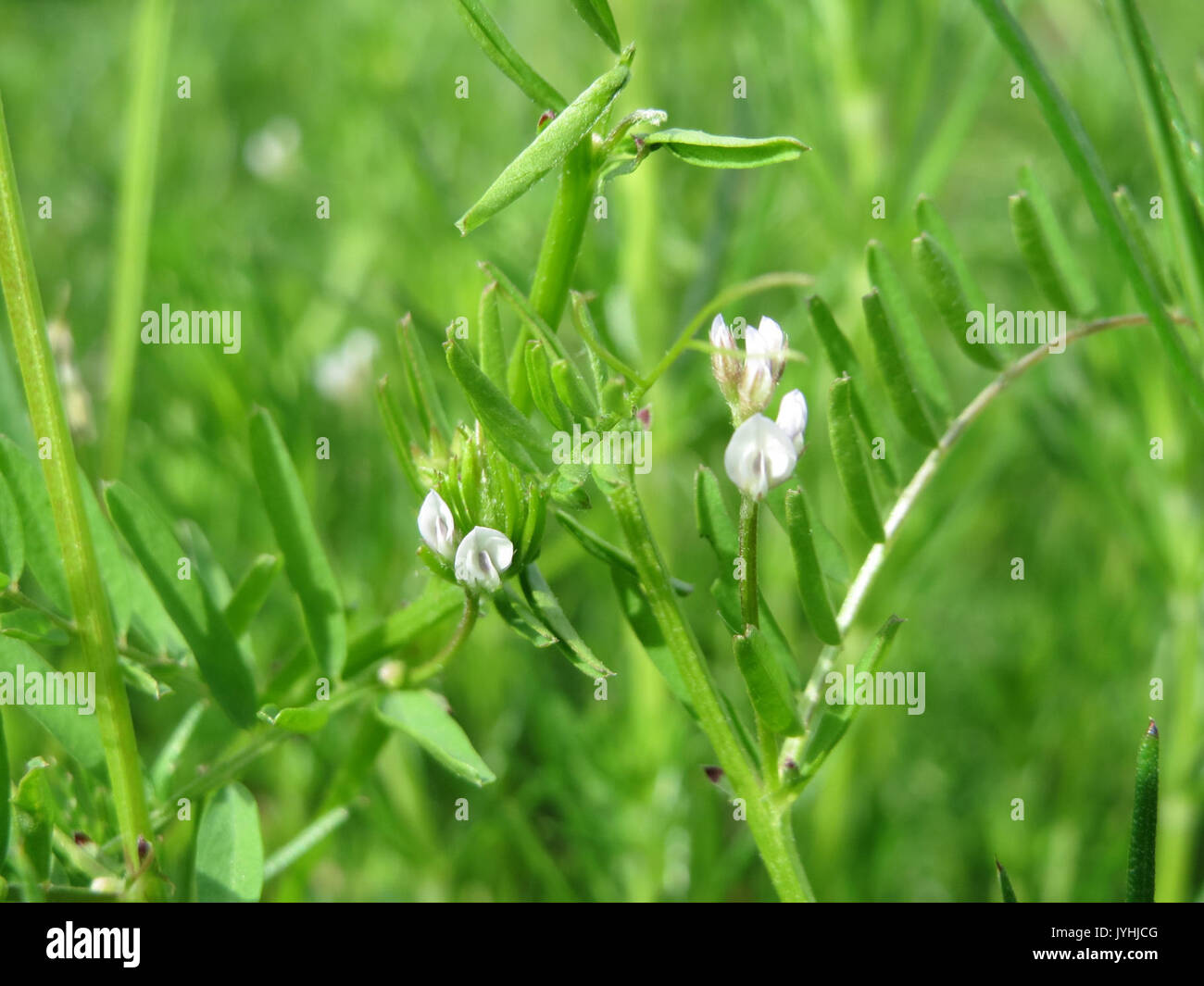20160511 Vicia Hirsuta 3 Stockfoto