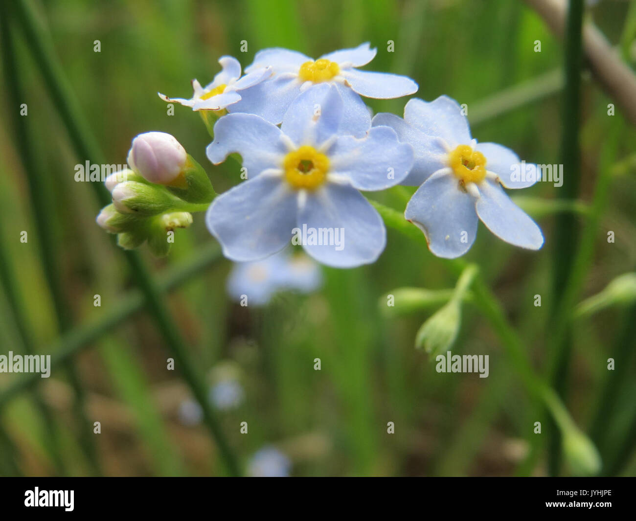 20160517 Myosotis scorpioides 3 Stockfoto