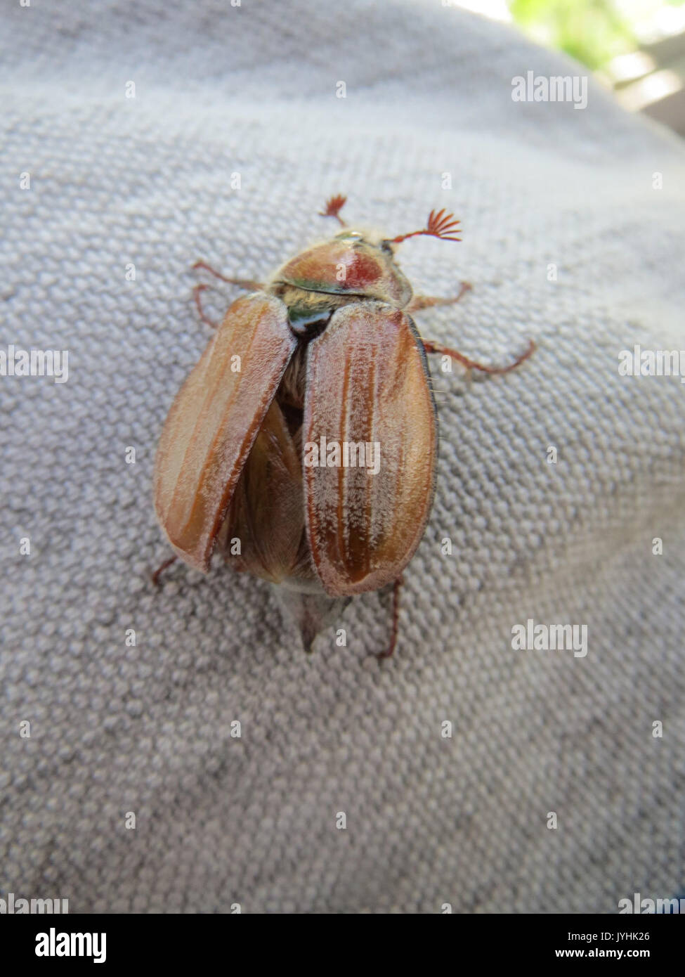 Eine biologische Studie oder ein Bild von Melolontha melolontha, auch bekannt als der gewöhnliche Käfer, eine in Europa vorkommende Käferart, die oft mit landwirtschaftlichen Studien und Schädlingsbekämpfung in Verbindung gebracht wird. Stockfoto
