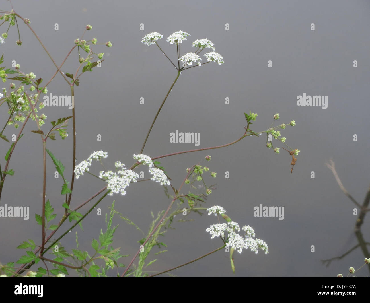 20160527 Chaerophyllum temulum 2 Stockfoto