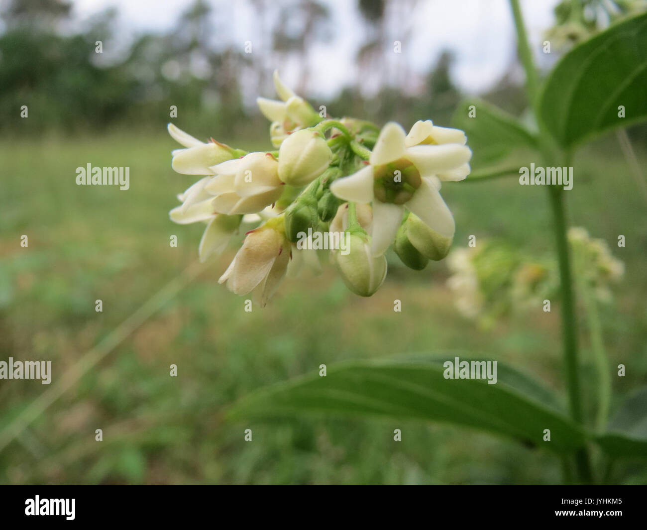 20160603 Vincetoxicum hirundinaria 7 Stockfoto