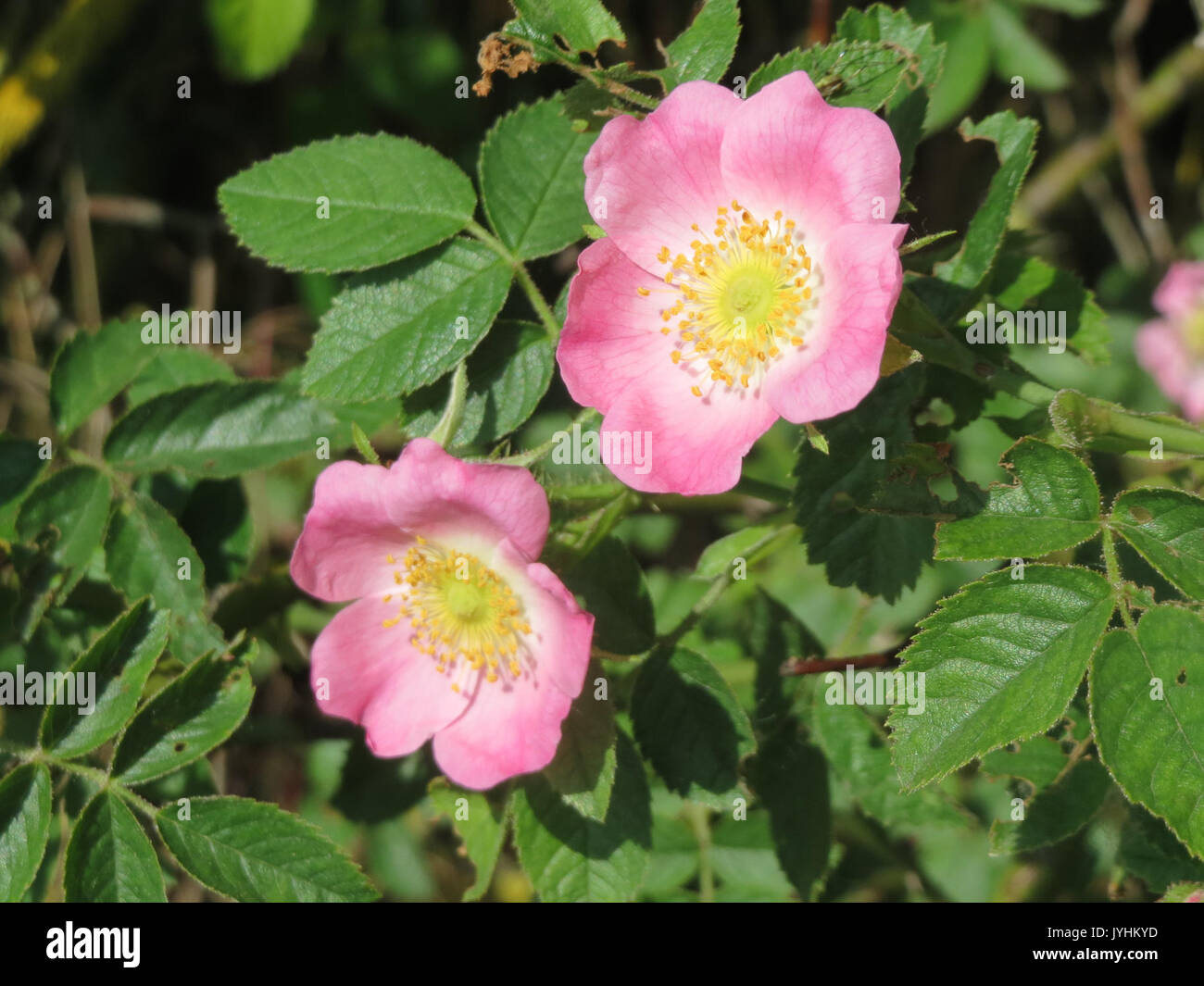 20160609 Rosa rubiginosa 1. Stockfoto