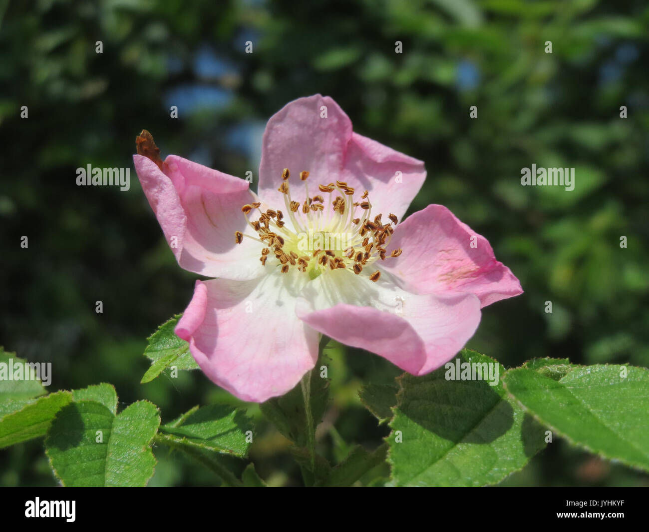 20160609 Rosa rubiginosa 3 Stockfoto