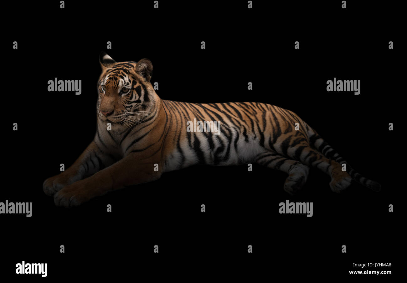 Weibliche Bengal Tiger in den dunklen Hintergrund Stockfoto