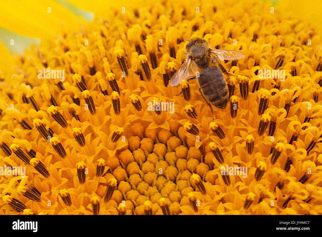 Eine Welt der Lebensmittel (9377185034) Stockfoto