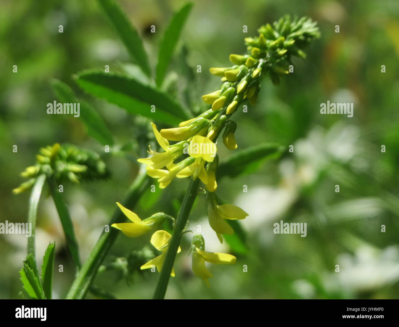 20160618 Melilotus officinalis 2 Stockfoto