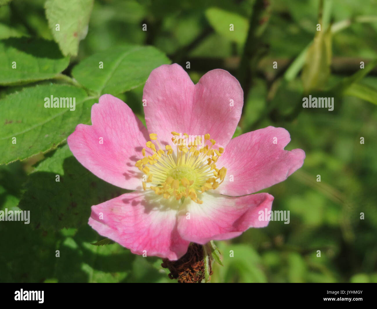 20160620 Rosa rubiginosa 1. Stockfoto