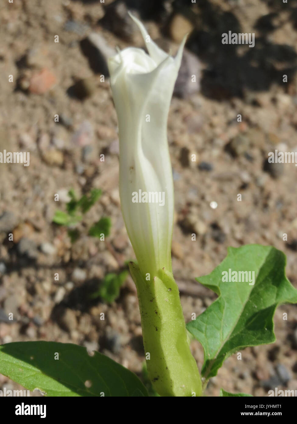 20160622 Datura stramonium 3 Stockfoto